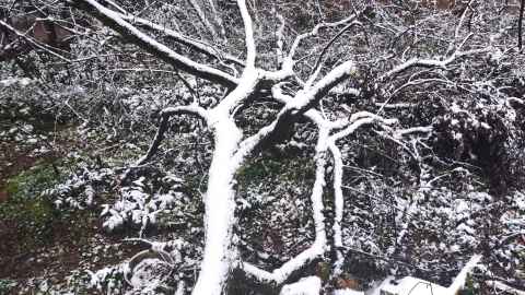 新疆2024年11月23日天气预报 大风降温雨雪组团上线